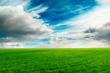 Fototapeta premium meadow covered by a grass and a flowers