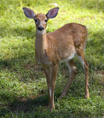 Naklejka na ściany i meble whitetail fawn that's starting to lose its spots