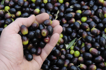 Un pugno di olive