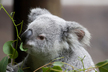 A koala eating eucalyptus leaves.