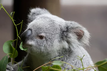 Papier Peint photo Koala Un koala mangeant des feuilles d& 39 eucalyptus.