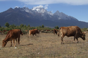Naklejka premium Herd of cows