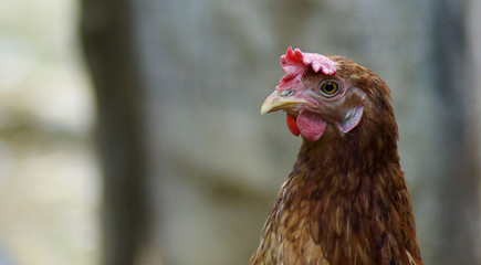 Tete de poule