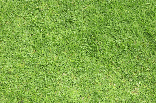 green grass background