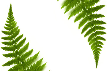 fern frame