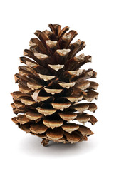 Pine cone isolated on white