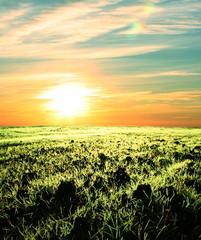 field on sunrise