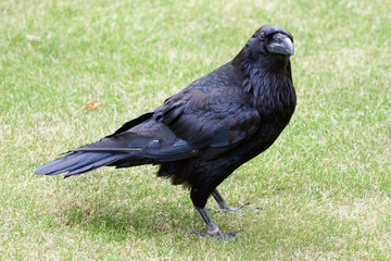 Black Crow in te Tower of London