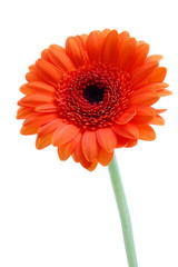 gerbera daisy flower isolated on white background