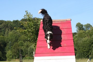descente d'une palissade par un chien au pas de course © Dogs