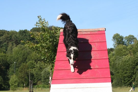 descente d'une palissade par un chien au pas de course