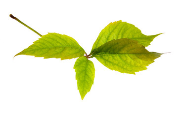 Obraz premium Leafage of wild grape on white background