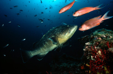 Fototapeta premium merou