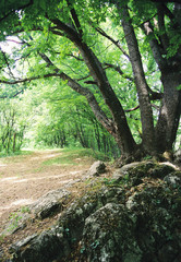 Crimea. A glade near. The Grand Canyon.;
