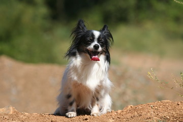 Fototapeta premium epagneul papillon assoiffé et fatigué
