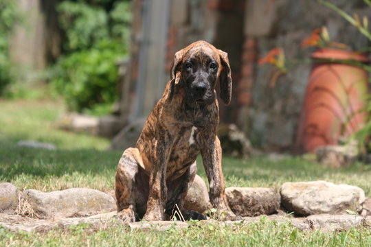 un dogue allemand tout maigre