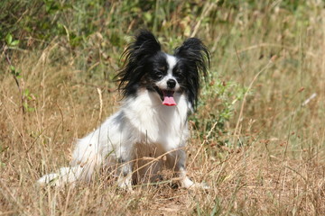 un epagneul papillon aux grandes oreilles