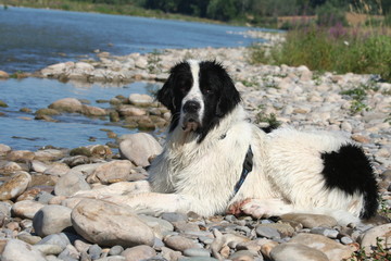 je me suis baigné et maintenant je me repose parole de landseer