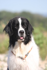 la bonne tete du landseer