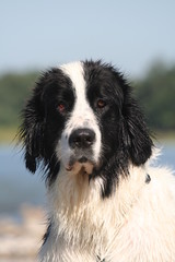 portrait du landseer