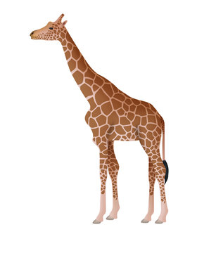 illustration of a giraffe