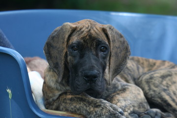 gros plan sur le jeune chien dans son panier