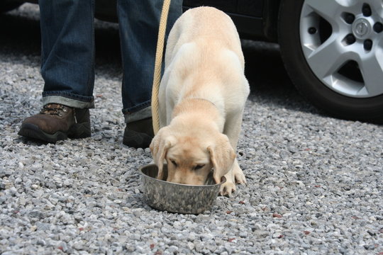 le chiot labrador la t&ecirc;te dans la gamelle