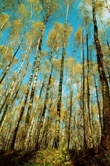 Naklejka premium Look at the blue sky through birch forest