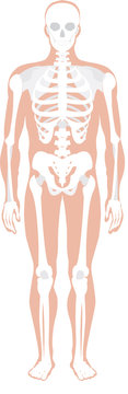 detailed illustration of the human skeletal system