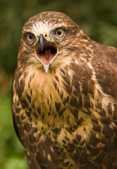 Buzzard, a bird of prey, which is loudly screaming