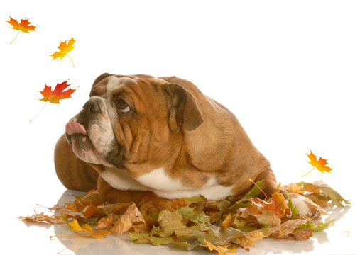 English Bulldog Trying To Catch Autumn Leaves