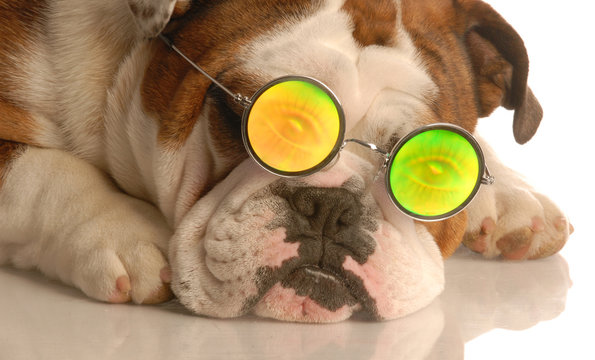 bulldog wearing glasses with funny people eye glasses..
