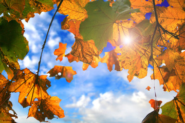 Autumn leafs with sky and sun background