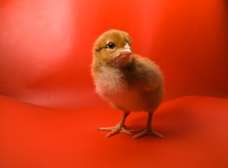 Chicken on a red background