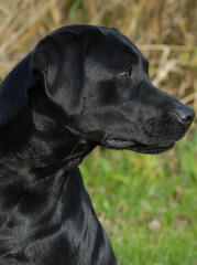 head shot of black labrador retriever working out in the field