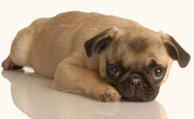 pug puppy lying down isolated on white background