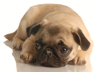 Obraz premium pug puppy lying down isolated on white background..