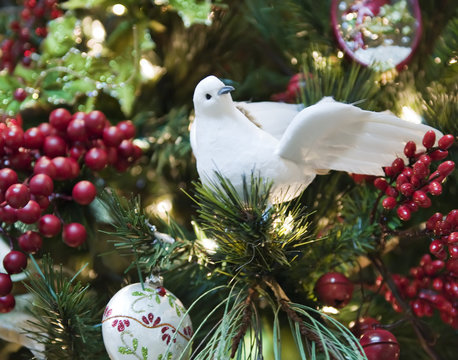 A white dove surrounded with red berries