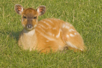 Close up of a Sitatunga (Tragelaphus spekii)