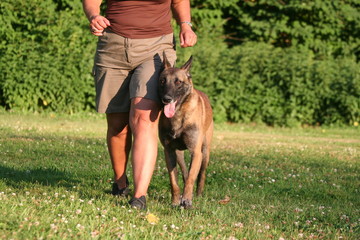 apprendre à son chien à marcher sans laisse