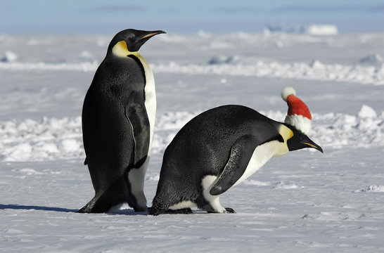 Antarctic penguin couple on Xmas