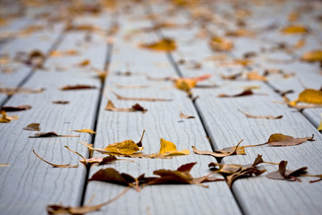 Fallen autumn leaves after a light fall shower on decking