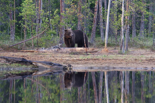 Orso della Carelia