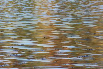 autumn lines in water