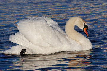 swan floating on the blue water