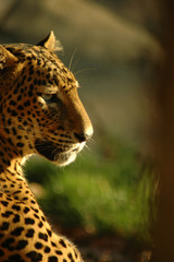 Leopard ( Panthera pardus). Arrogant glance.