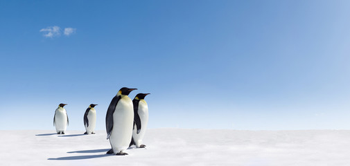 Emperor Penguins in Antarctica - obrazy, fototapety, plakaty
