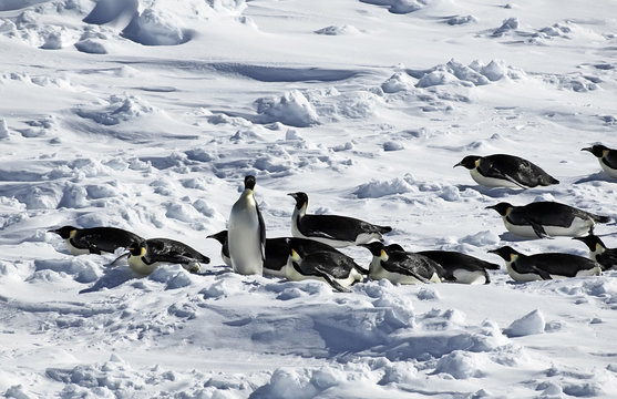 Standing penguin in penguin procession in Antarctica