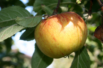 Apfel am Baum