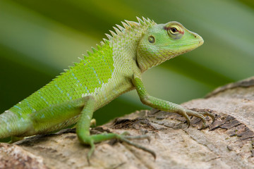 Female green garden lizard (Calotes calotes)